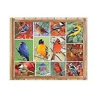 springbok- oiseaux chanteurs puzzle de 100 pièces, 43-04227, multicolore