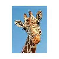 puzzles pour adultes puzzle 6000 pièces, girafe-6000pièces bonnes collections et cadeaux d'anniversaire puzzles animaux colorés - pièces de puzzle de forme unique