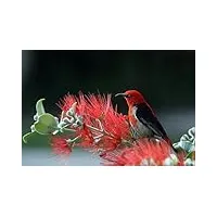 oiseau sur une fleur rouge – puzzle en bois 4000 pièces – puzzle défi familial pour adolescents et adultes