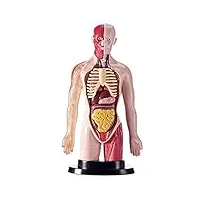 modèle d'anatomie du corps du torse humain – modèle de cerveau et de cœur – puzzle de squelette humain, jouet d'assemblage pour enfants, kit d'apprentissage de la biologie scientifique
