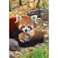 puzzle 250 piã¨ces : collection save our planet : pandas rouges