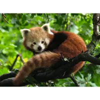 puzzle 500 piã¨ces :  adorable panda roux