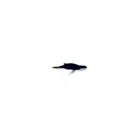 baleine bleue 37cm 6285