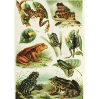 puzzle 1000 piã¨ces : encyclopedia : grenouilles