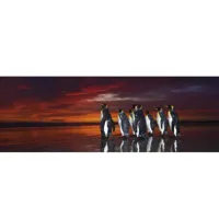 puzzle 1000 piã¨ces panoramique -  alexander von humboldt : pingouins