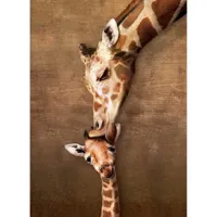 puzzle 500 piã¨ces larges : le cã¢lin de la girafe